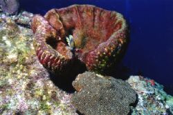 Holding down the Fort. Taken off Providenciales, Turks an... by Matthew Shanley 